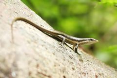 Trachylepis sechellensis