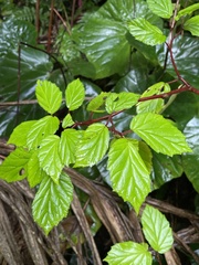 Begonia decandra