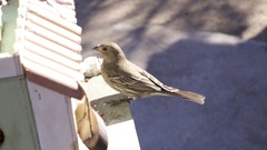 Haemorhous mexicanus