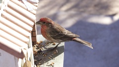 Haemorhous mexicanus