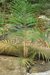 Deckenia nobilis