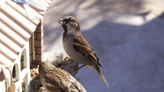 Passer domesticus