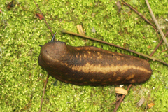 Filicaulis seychellensis