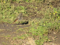 Phoenicurus ochruros