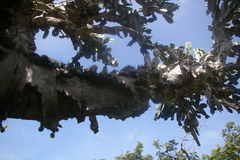 Dendrocereus nudiflorus
