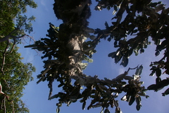 Dendrocereus nudiflorus