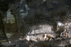 Dendrocereus nudiflorus