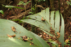Roscheria melanochaetes