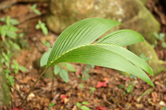 Roscheria melanochaetes
