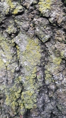 Candelaria concolor