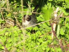 Curruca melanocephala