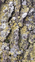 Candelaria concolor