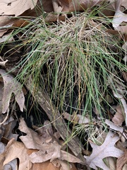 Poeae