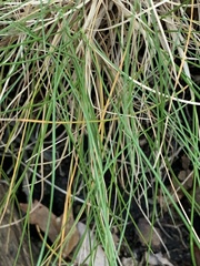 Poeae