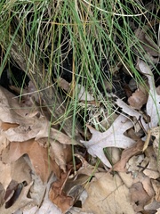 Poeae