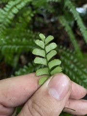 Lindsaea lancea