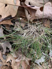 Poeae