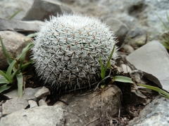 Mammillaria haageana conspicua