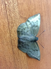 Achlyodes