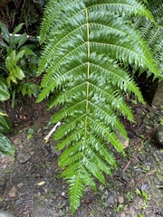 Cyathea horrida