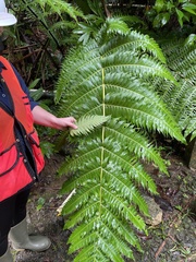 Cyathea horrida