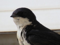 Pygochelidon cyanoleuca