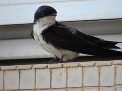 Pygochelidon cyanoleuca