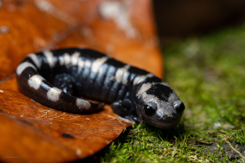 Marbled Salamander