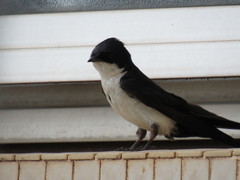 Pygochelidon cyanoleuca