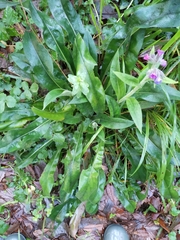 Pulmonaria longifolia