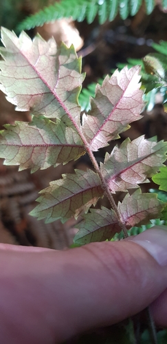 Image of Ackama rosifolia by (c) Danielle Munster, some rights reserved (CC BY)