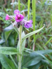 Pulmonaria longifolia