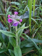 Pulmonaria longifolia