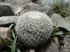 Mammillaria haageana conspicua