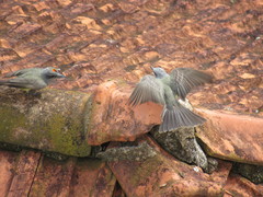 Tyrannus melancholicus