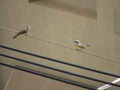 Tyrannus melancholicus