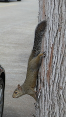 Sciurus carolinensis