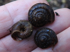 Anguispira strongylodes