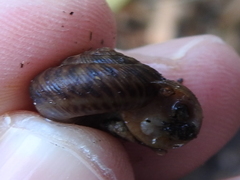 Anguispira strongylodes