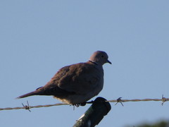 Streptopelia decaocto