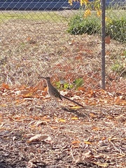 Geococcyx californianus