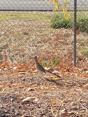 Geococcyx californianus