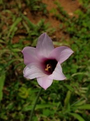 Zephyranthes brachyandra