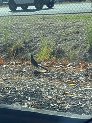 Geococcyx californianus