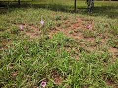 Zephyranthes brachyandra