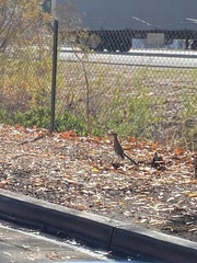 Geococcyx californianus