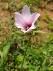 Zephyranthes brachyandra
