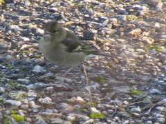 Fringilla coelebs