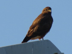 Buteo buteo