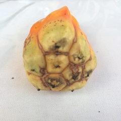 Angiospermae